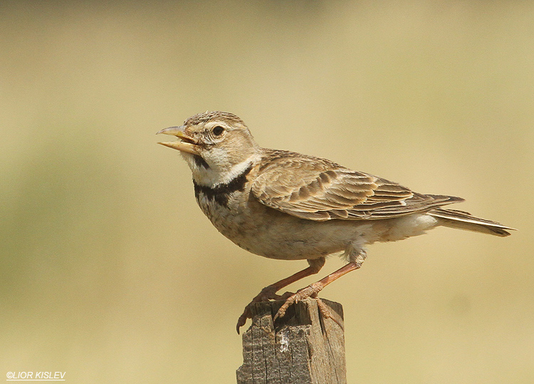   Calandra Lark Melanocorypha calandra  Bacha valley ,Golan 13-05-12  Lior Kislev                           